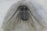 Kettneraspis Prescheri Trilobite - Boutchrafin, Morocco #28766-5